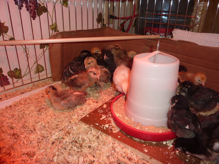 Chicks under the lamp, February 2013.