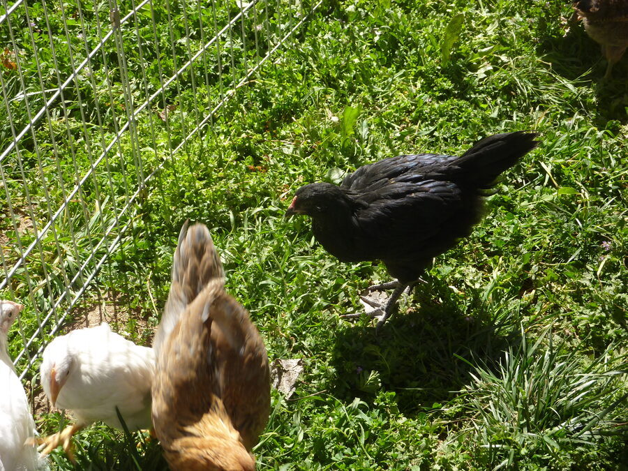 Chickens by March.