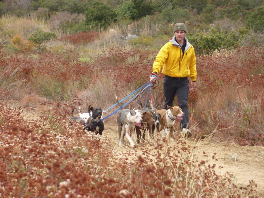 Walking the pack, November 2011.