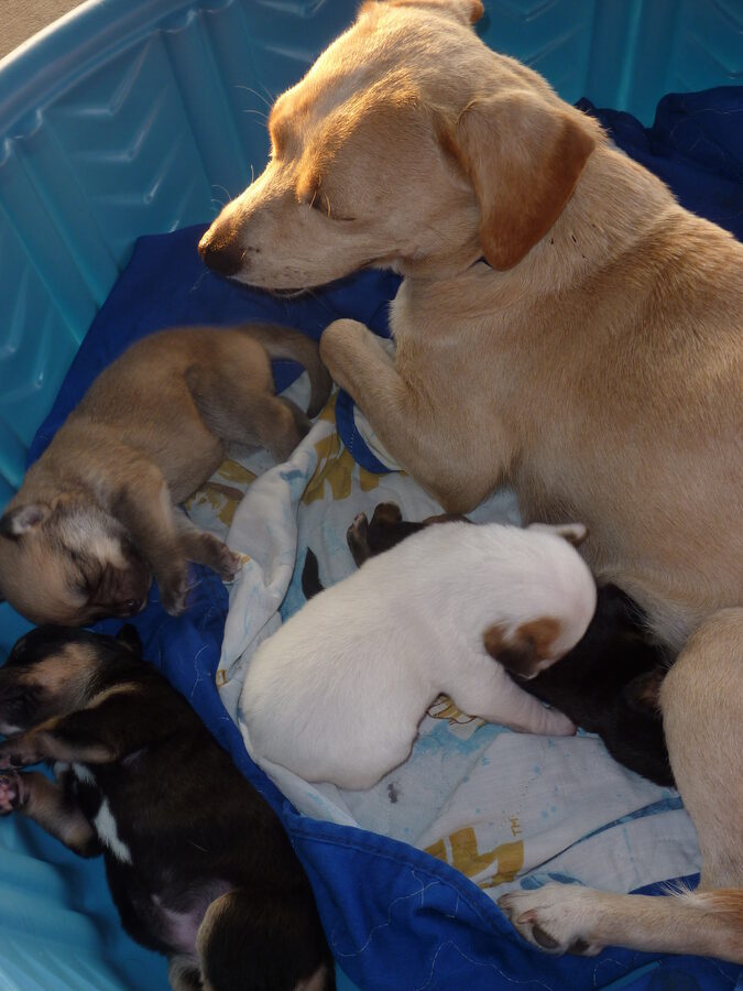 Nugget, one of our fosters, with her puppies, July 2011.
