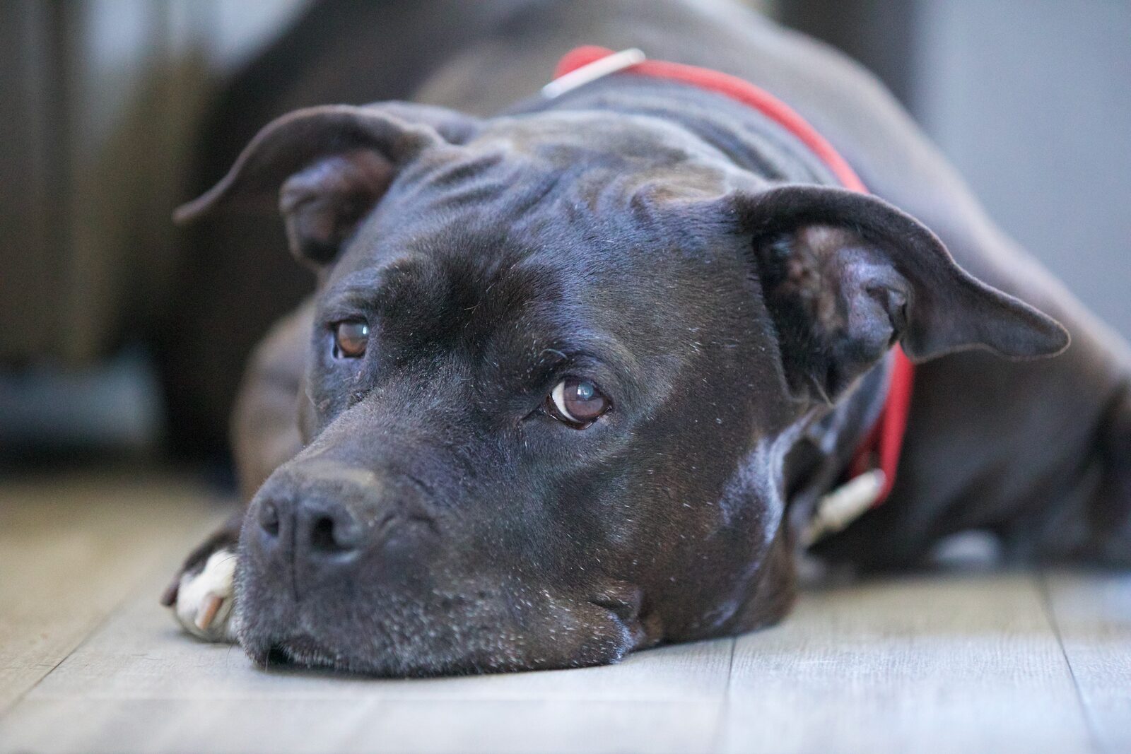Ruby, a big black pit bull with a greying muzzle and a red collar, lying with her chin on the floor.