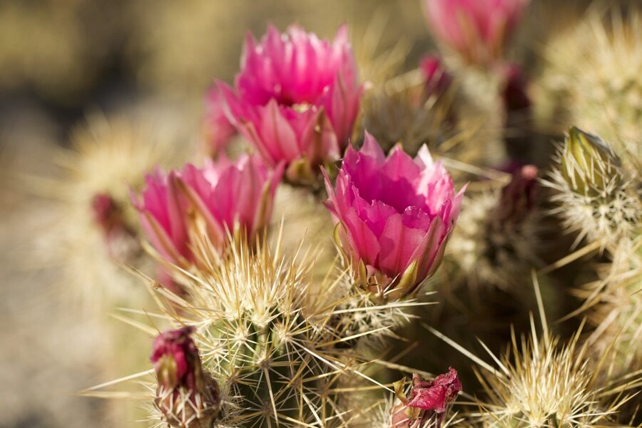 Arizona in bloom, April 2022.
