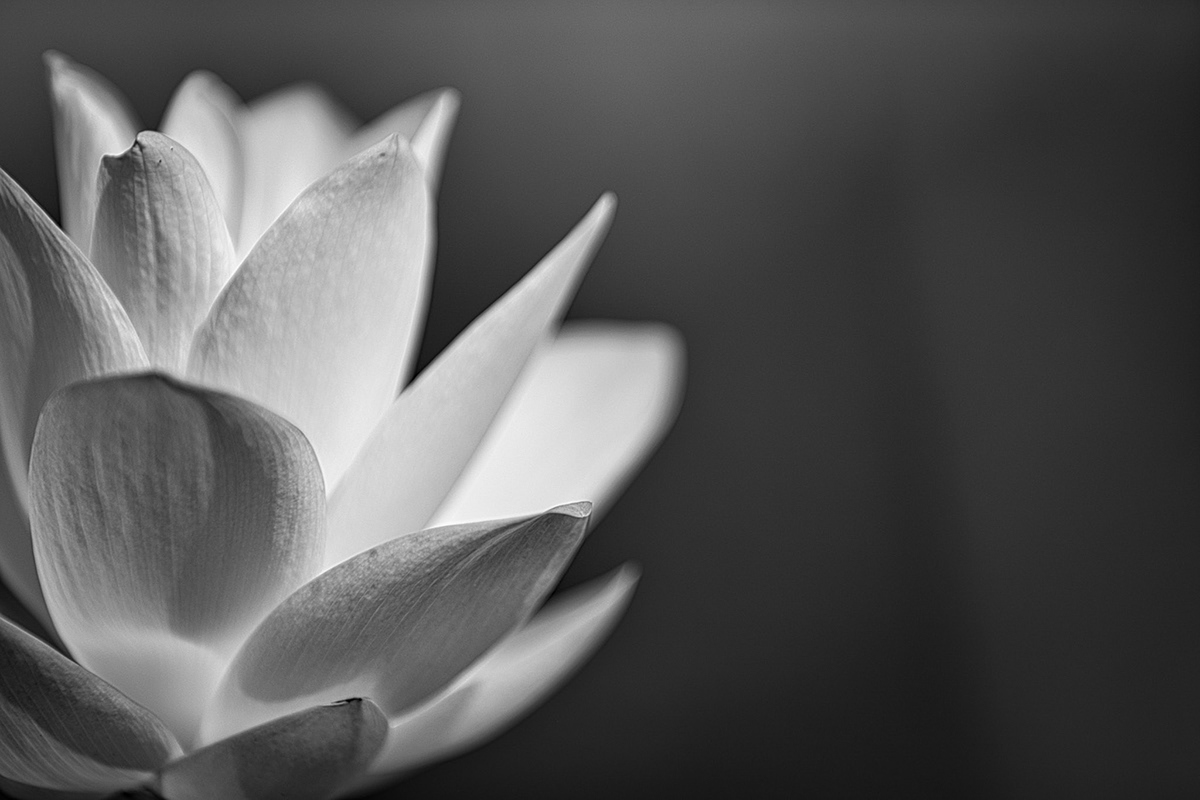 A water lily in black and white