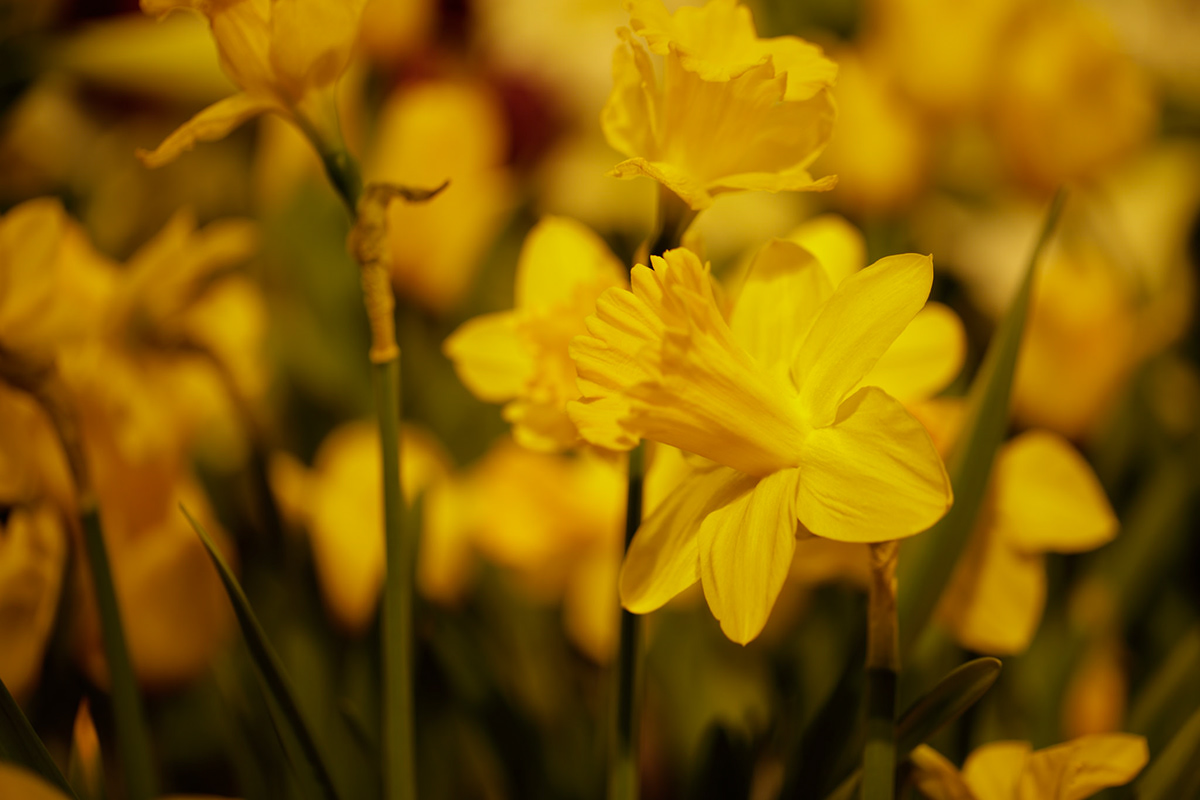 Daffodils in warm light