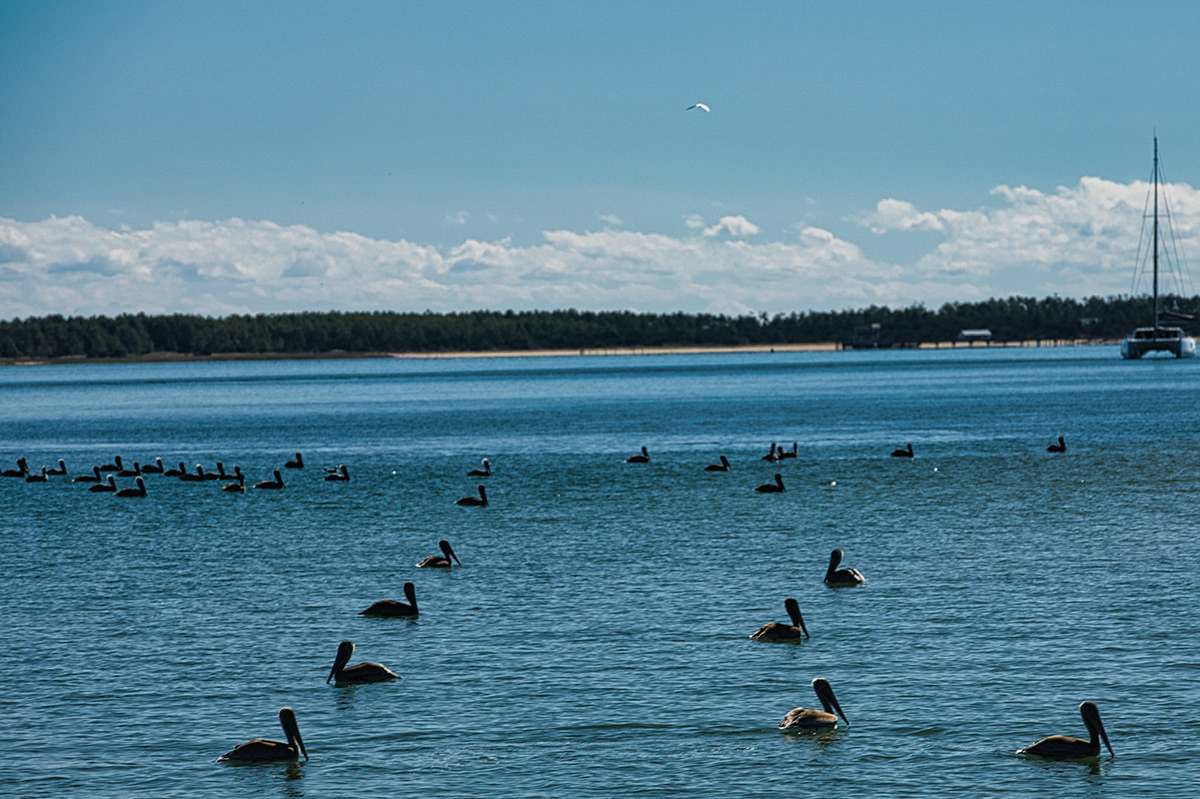 Pelicans on the water, seen from the boat