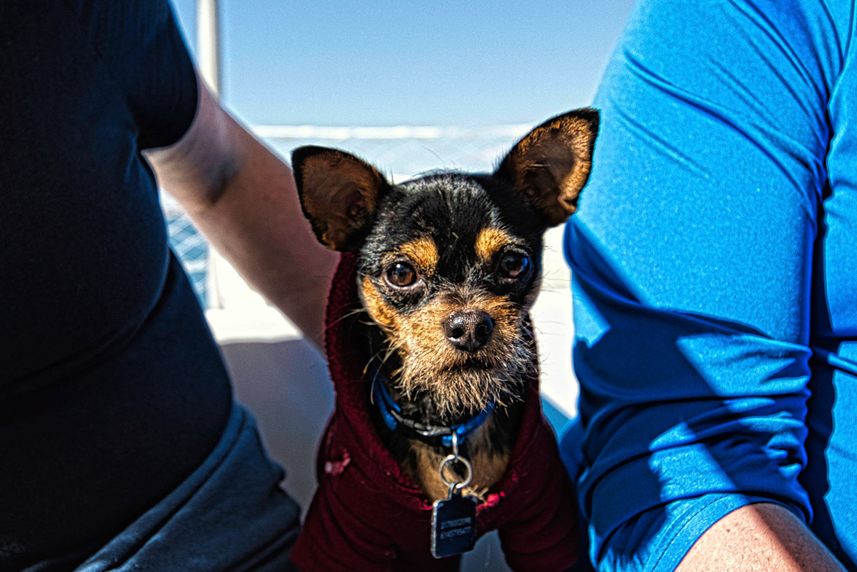 A small dog in a life vest on deck